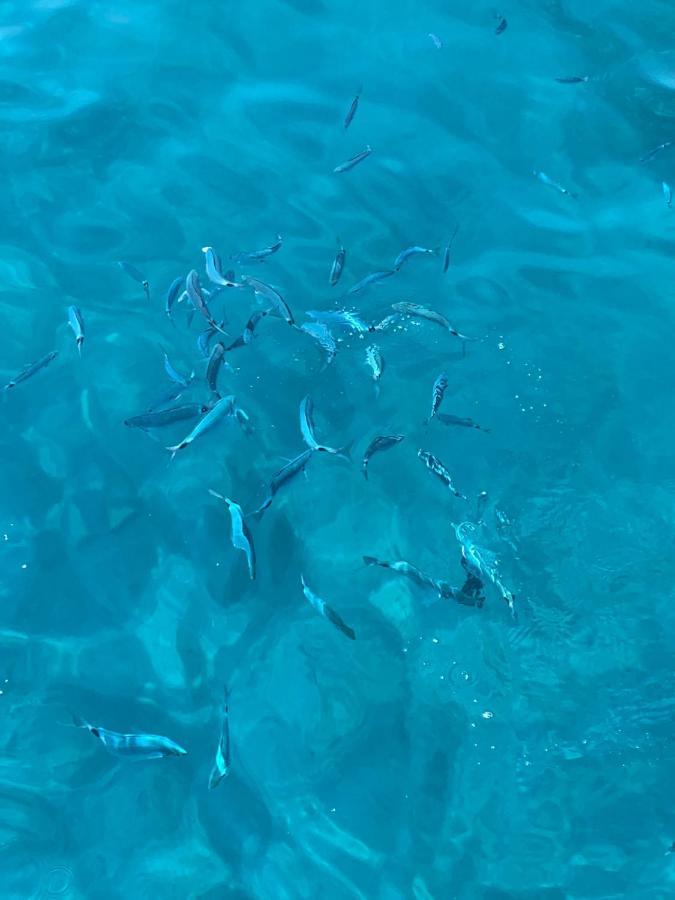 Charmant Logement Avec Piscine Saint-Feliu-d'Avall エクステリア 写真